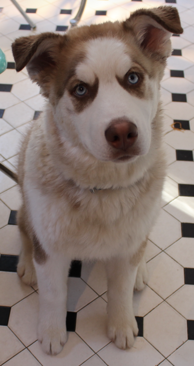 Sputnik, a husky-mix puppy with one white ear and one brown ear, sitting on a black-and-white tiled floor and gazing up attentively.